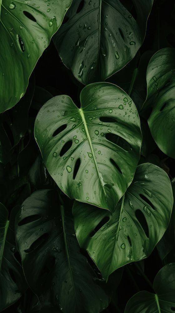 Close-up of a green plant
